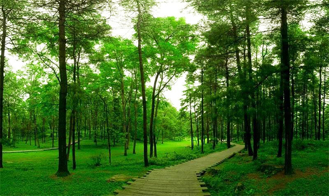 林草資源智能化管護系統 林草資源智能化管護系統